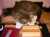 DSC_0104.jpg
