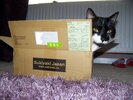 Jap-cat.jpg