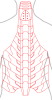Spine V1.PNG