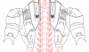 Back (biceps).PNG