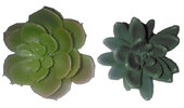 succulents.jpg