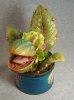 grow9.jpg grow9.jpg