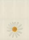 Daisy Card Outside.png