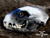 Painted Raccoon Skull.jpg