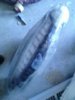 IMG_20130524_074204.jpeg
