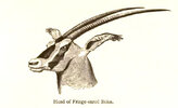 OryxBeisaCallotisHead.jpg