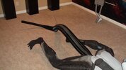 tail2.jpg
