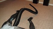 tail4.jpg