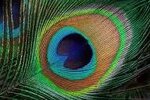 350+ Peacock Feather Pictures  Download Free Images on Unsplash.jpg