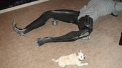 leg2.jpg