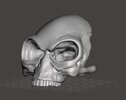 skull1.jpg