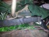 rsnake_zps943558ba.jpg