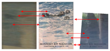 Monterey Bay Aquarium Poster Comp.png