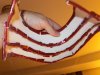 neck4.jpg