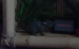 ratty 5.png