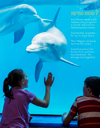 Amazing Georgia Book LR Pg Dolphins.png