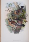 John_Gould_-_Turdus_Pilaris_plate_from_The_Birds_of_Great_Britain_by_John_Gould_published_186_...jpg