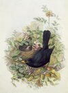 John Gould - Blackbird 1873 (pencil wc on paper) - (MeisterDrucke-201074).jpg