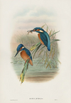 Bird Prints by John Gould 1862.png