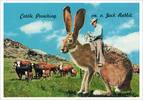 Jack Rabbit Postcard Front.png