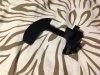 Blaster-Clip-top.jpg
