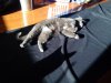 Cats Helping1.jpg Cats Helping1.jpg