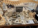 fossils.jpg