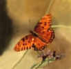 Image175_3.png