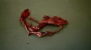 IMG_5205.jpeg