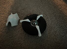 IMG_1521.jpeg