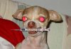 chihuahua needle.jpg