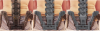 spine-done.png