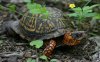 male-eastern-box-turtles.jpg