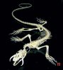 mythosaurskeleton.jpg mythosaurskeleton.jpg