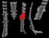 spine-done.png