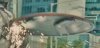 AoU - Cap - SHIELD back - screen cap from trailer 3 - stuck in Ultron - blurry.jpg