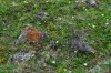 1280px-Ptarmigan_and_five_chicks.JPG
