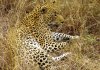 1280px-Great_male_Leopard_in_South_Afrika-JD.JPG