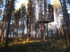 camouflage-tree-hotel.jpg