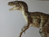 Raptor.jpg Raptor.jpg
