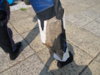 spartan leg model 001.JPG