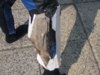spartan leg model 002.JPG