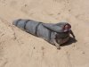 God Emperor Of Dune Maquette 1(email).jpg God Emperor Of Dune Maquette 1(email).jpg