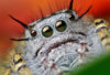 macro-jumping-spider.jpg