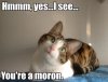 moron cat.jpg