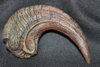 lrg-raptor-claw-2.jpg