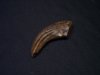 toe claw.JPG