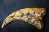 fossil claw.jpg