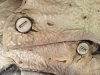 Skull-61.JPG Skull-61.JPG