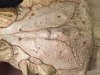 Skull-63.JPG Skull-63.JPG